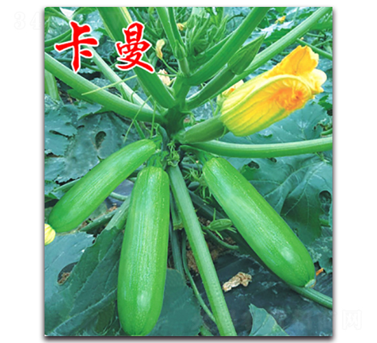 卡曼-西葫蘆種子-農(nóng)人農(nóng)業(yè)