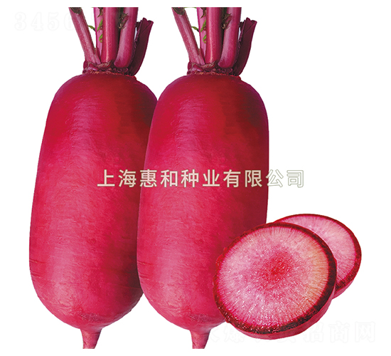 紅玉堂-蘿卜種子-惠和種業(yè)