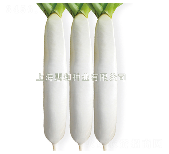 秋成二號(hào)-蘿卜種子-惠和種業(yè)