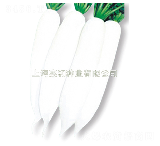 白雪-蘿卜種子-惠和種業(yè)