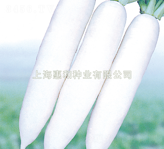 秋天使-蘿卜種子-惠和種業(yè)
