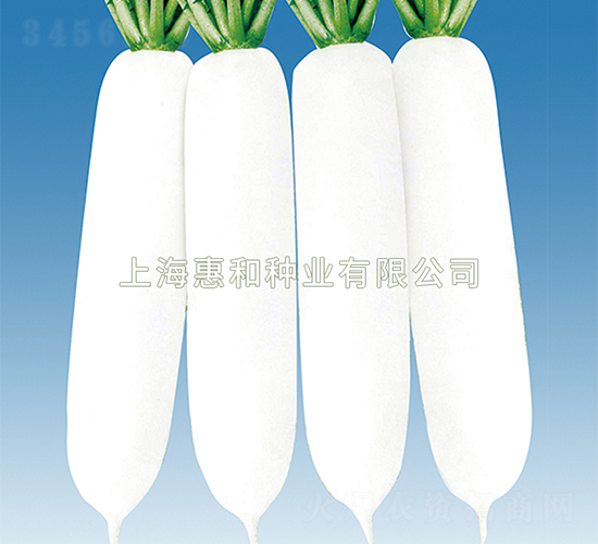 春天使-蘿卜種子-惠和種業(yè)
