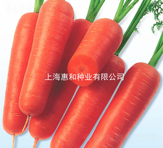 哈瑪-胡蘿卜種子-惠和種業(yè)