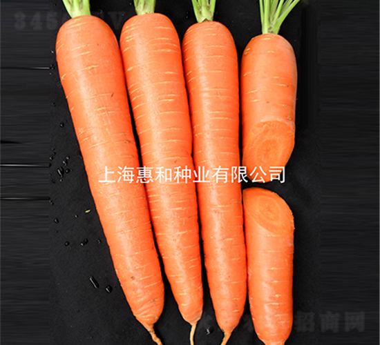 喜豐二號(hào)-胡蘿卜種子-惠和種業(yè)