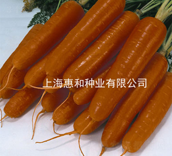 紅圣四號-胡蘿卜種子-惠和種業(yè)