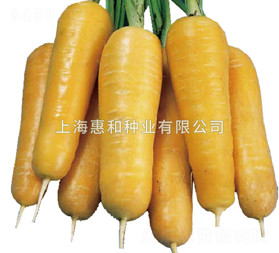 金美EX-胡蘿卜種子-惠和種業(yè)
