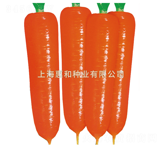 紅圣十號-胡蘿卜種子-惠和種業(yè)