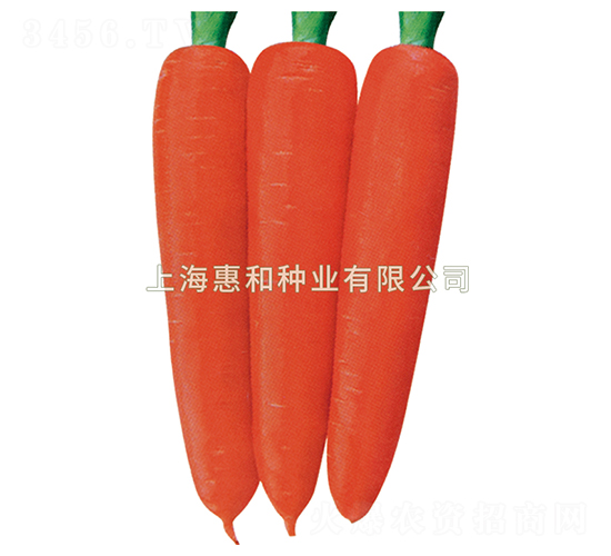 紅圣九號(hào)-胡蘿卜種子-惠和種業(yè)