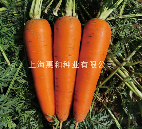 艾米麗-胡蘿卜種子-惠和種業(yè)