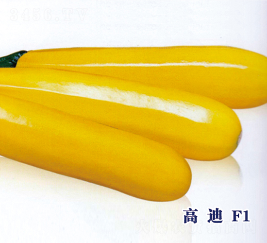 高迪F1-西葫蘆種子-圣華德豐
