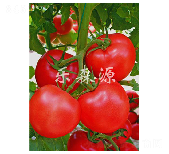 紅珍珠-番茄種子-樂(lè)森源