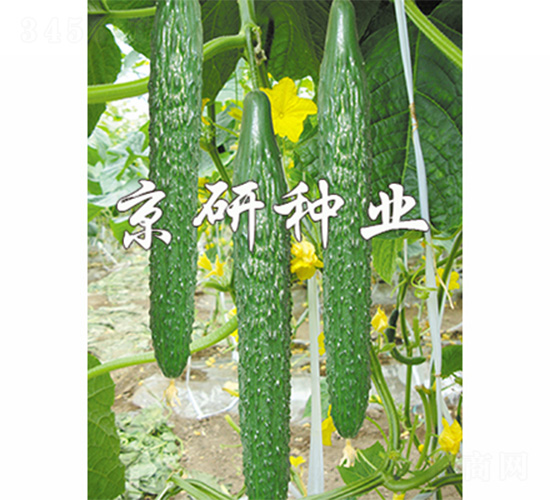 京研108-黃瓜種子-京研