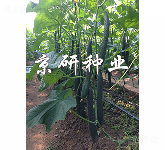 京豐235-黃瓜種子-京研