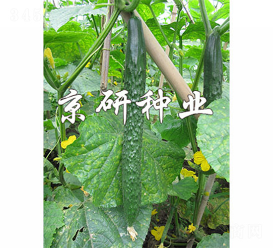 京研春秋綠3號(hào)-黃瓜種子-京研