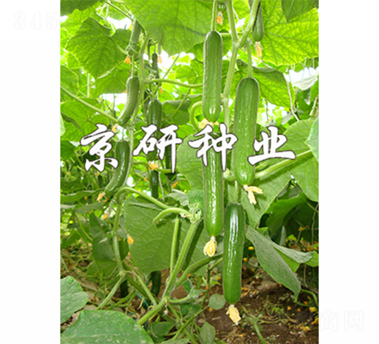 京研迷你9號-黃瓜種子-京研