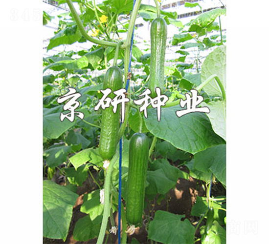 綠精靈6號(hào)-黃瓜種子-京研