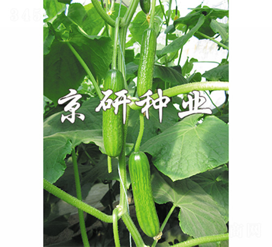綠精靈4號(hào)-黃瓜種子-京研