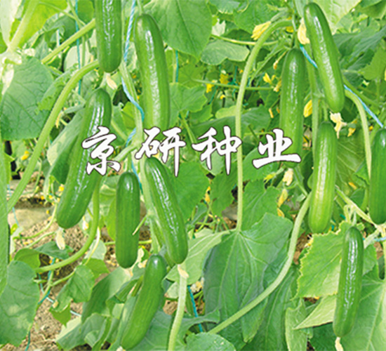 京研迷你6號(hào)-黃瓜種子-京研