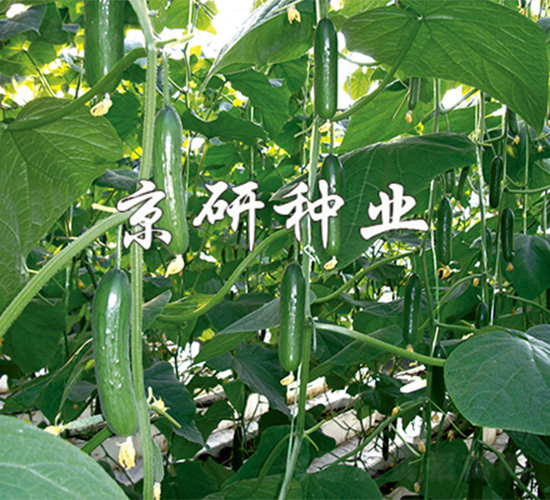 京研迷你5號-黃瓜種子-京研