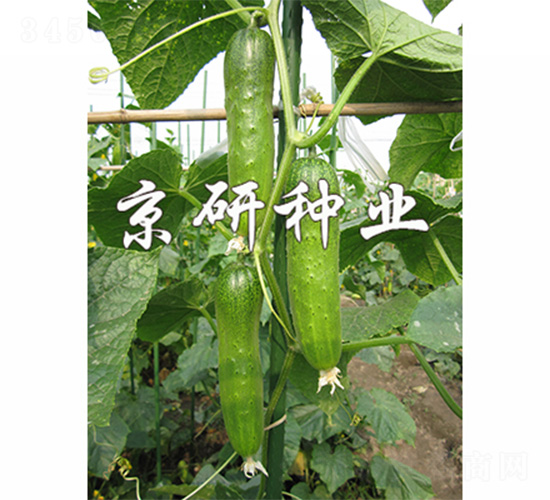 京研綠玲瓏2號-黃瓜種子-京研