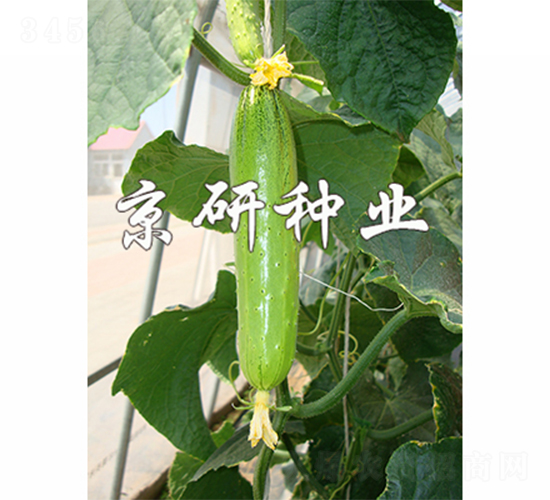 京研旱寶5號(hào)-黃瓜種子-京研