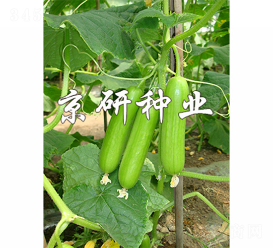 京研翠玉迷你2號(hào)-黃瓜種子-京研