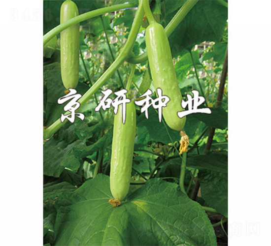 白精靈-黃瓜種子-京研