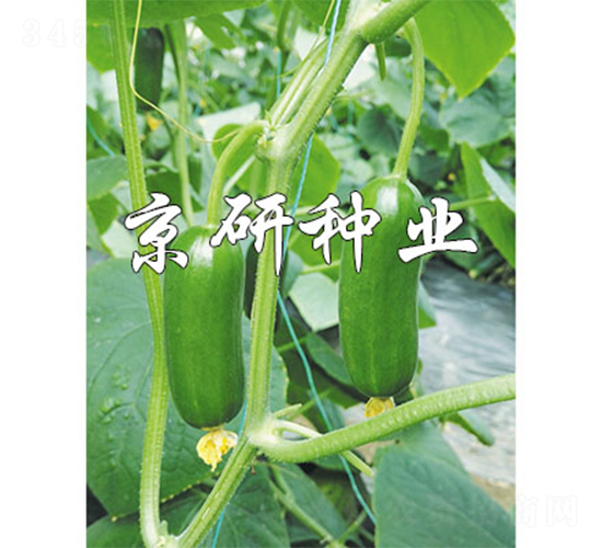 綠精靈12號(hào)-黃瓜種子-京研