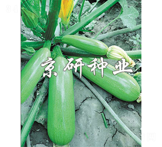 京葫6號-西葫蘆種子-京研