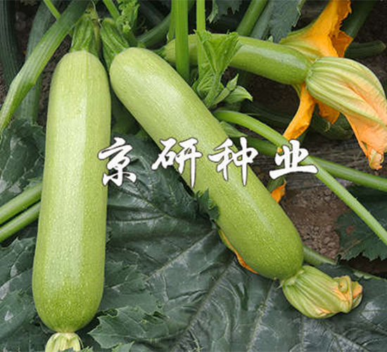 京葫7號-西葫蘆種子-京研