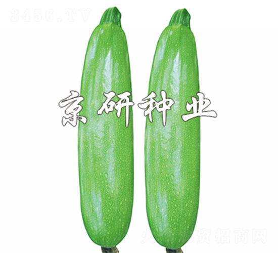 翠葫8號(hào)-西葫蘆種子-京研