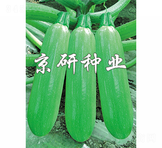 京葫9號(hào)-西葫蘆種子-京研