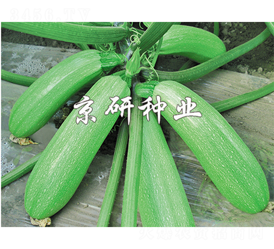 翠葫22號(hào)-西葫蘆種子-京研