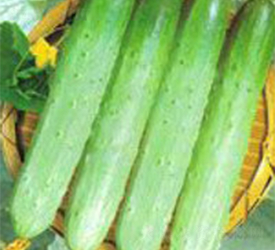 好樂(lè)-黃瓜種子-富華種業(yè)