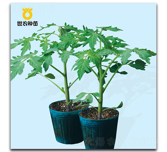 ?？?號(hào)-番茄砧木種子-世農(nóng)種苗