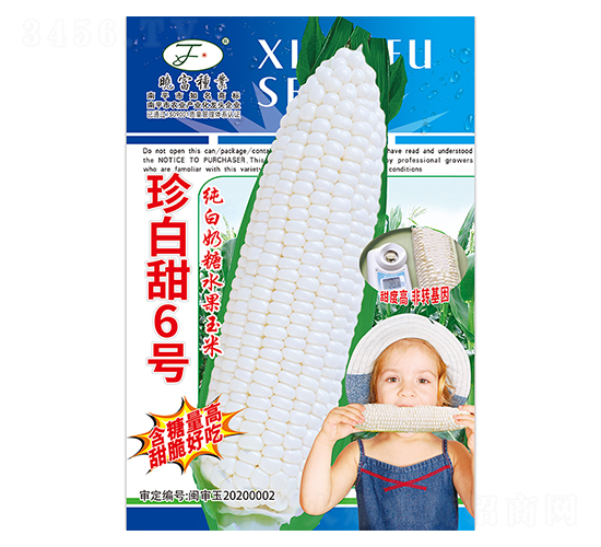 珍白甜6號(hào)-玉米種子-曉富種子