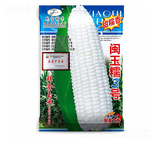 閩玉糯3號-玉米種子-曉富種子