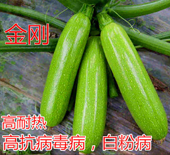 金剛-西葫蘆種子-億諾農(nóng)業(yè)