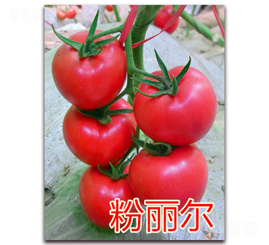 粉麗爾-粉果番茄種子-億諾農(nóng)業(yè)