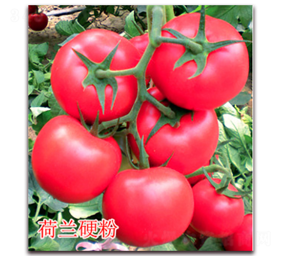荷蘭硬粉-粉果番茄種子-億諾農(nóng)業(yè)