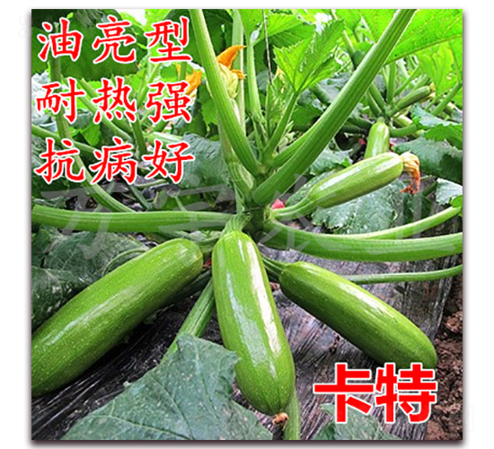 卡特-西葫蘆種子-萬宇農業(yè)