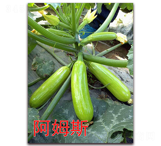 阿姆斯-西葫蘆種子-萬(wàn)宇農(nóng)業(yè)