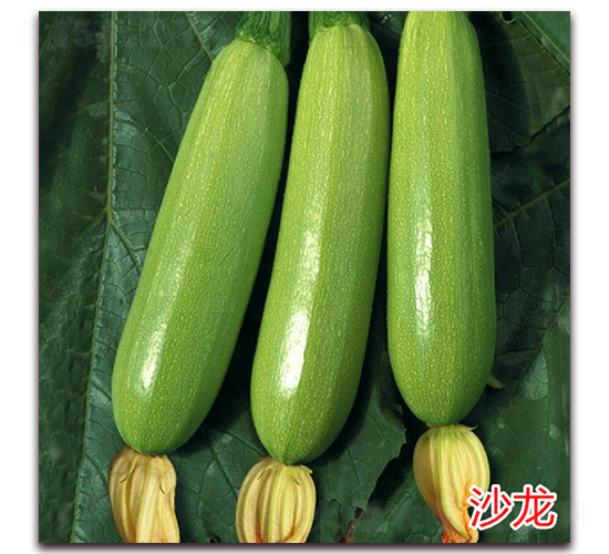 沙龍-西葫蘆種子-萬宇農(nóng)業(yè)