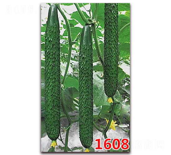 1608-黃瓜種子-萬宇農(nóng)業(yè)