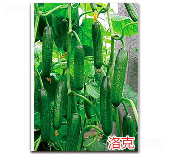 洛克-水果黃瓜種子-萬宇農(nóng)業(yè)