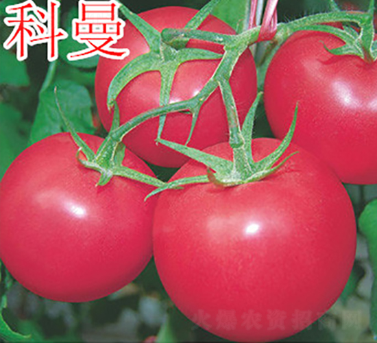 科曼-粉果番茄種子-萬宇農(nóng)業(yè)