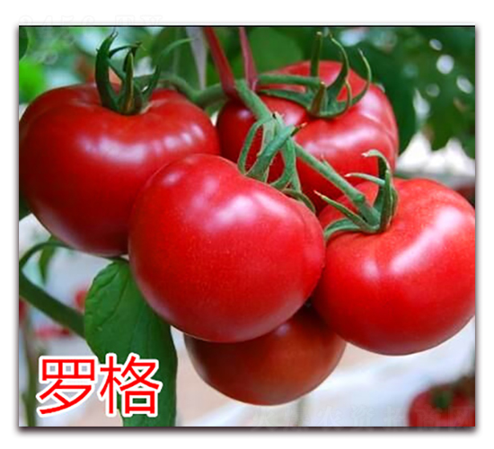 羅格-粉果番茄種子-萬宇農(nóng)業(yè)