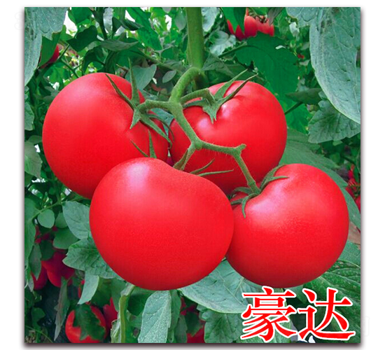 豪達(dá)-粉果番茄種子-萬(wàn)宇農(nóng)業(yè)