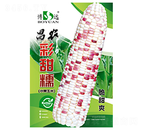 彩甜糯-昌農種業(yè)