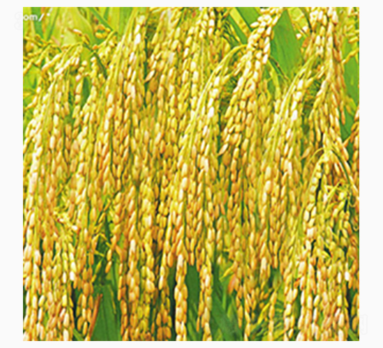 北稻2號(hào)-齊山種業(yè)